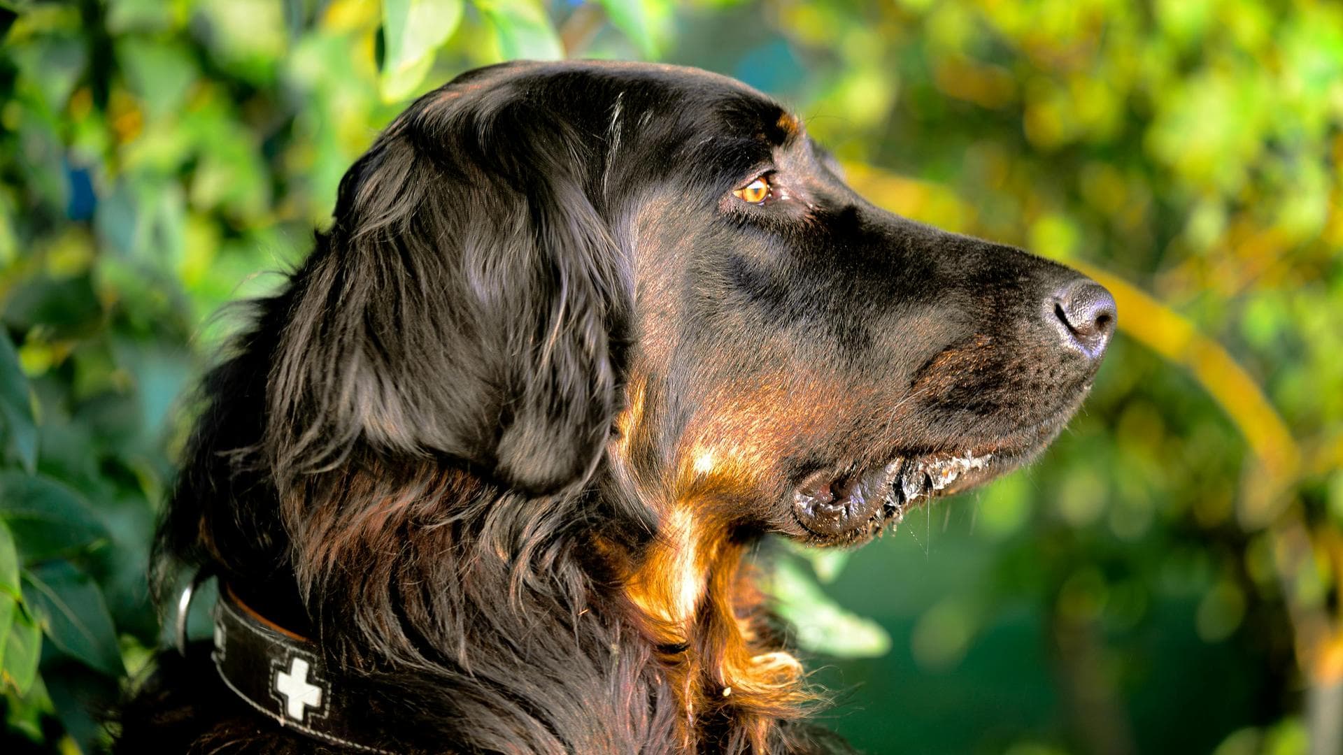 Specialist Vets in Noblesville